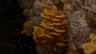 激活菌业全链条，凯禾农业年创经济效益超4000万元