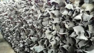 福建漳州毛木耳让菇农做“休闲农民”