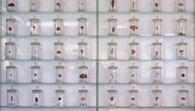 湖南省食用菌研究所采集保存2000多份野生食用菌种质资源