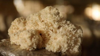 黑龙江海林：猴头菇撬动起年收入3000多万元大产业