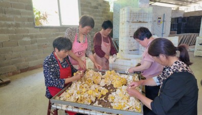 寿宁县恒丰农业合作社：食用菌年产值达500万元