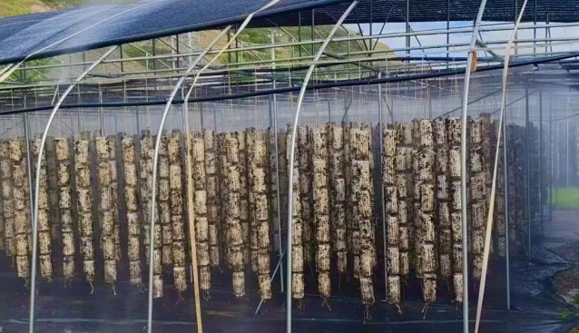 甘肃清水王河镇：吊挂木耳58万棒