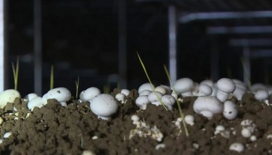投资近亿元！建成食用菌智能化基地