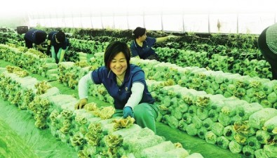 河南虞城闻集乡食用菌基地丰收在望