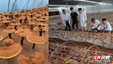 湖南省食用菌研究所选育出26个优良品种