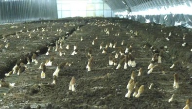 黑龙江海林市宁古村成功试种羊肚菌