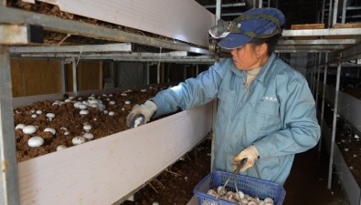 江西乐安双孢菇产业用科技提升产量