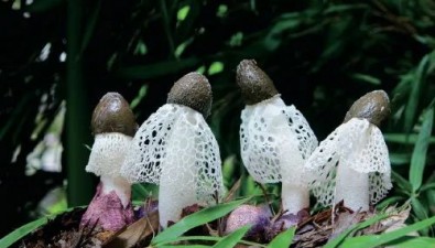 贵州织金：竹荪常年种植面积1.6万亩以上