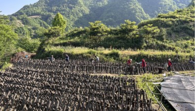 陕西镇巴县蒿坪子村发展木耳、香菇等2000多架