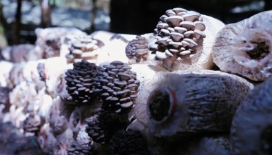 贵州威宁雪山镇：平菇种植预计年产值3000万元