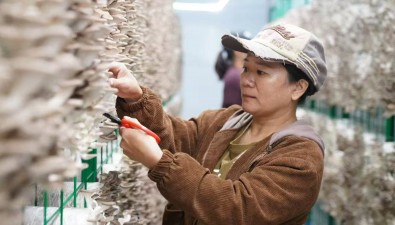 海南农垦东新农场推进食用菌产业多元化发展