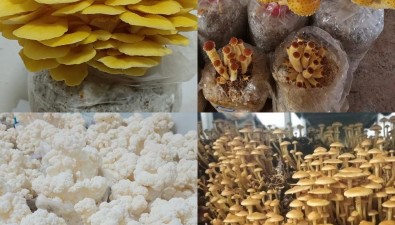 湖南省食用菌研究所多个科研成果已走进生产线