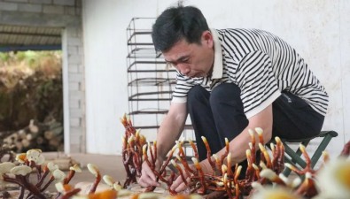 日鑫菌业：栽培销售灵芝，年产值约100万元