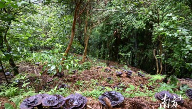 阳紫1号| 广东阳山成功培育出“自己的灵芝”