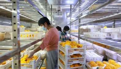 汇珍食用菌上榜全国县级优质农民田间学校名单