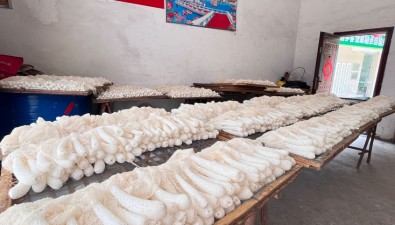 福建邵武市张厝乡种植竹荪面积约230多亩