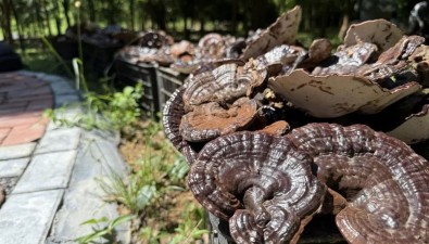 江西分宜县钤北生态林场富硒紫灵芝喜获丰收