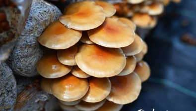 甘肃卓尼县：10个乡镇食用菌种植面积达1万多亩