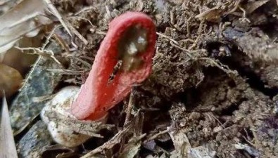 奇异大型真菌柱状拱门菌现身安徽岳西