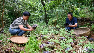 波记种植家庭农场：林下种植灵芝增收近20万元