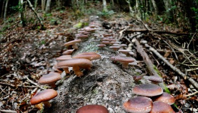 食用菌类农业文化遗产的发掘保护亟待加强