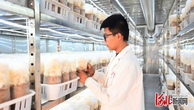 河北新河：5G智慧舱，长出珍稀食用菌
