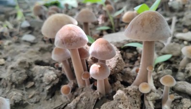 葡萄林下种黑皮鸡枞，“果-菌”立体种植再添新军