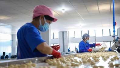 江西乐安种菇用产业链抵御风险