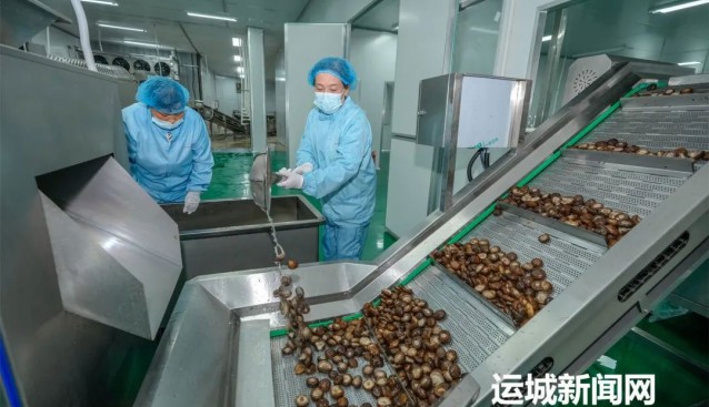 山西垣曲：大力推动食用菌精深加工延伸产业链