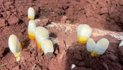 投资450万元！白蜡树下种灵芝，产业园打造全产业链