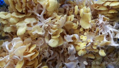 山西垣曲：食用菌种植基地榆黄蘑进入丰产期