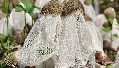 每亩效益10000-12000元，竹荪种植基地实现高效栽培