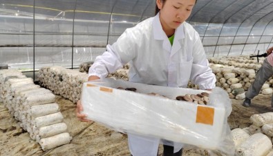 技术革新、数字赋能，“错峰上市”平菇让菇农收益翻倍