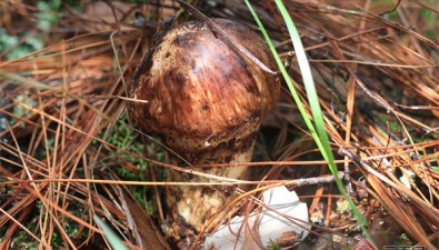 云南南华县：野生菌集散交易量2322.65吨