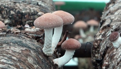 云南大姚县：香菇获绿色食品认证