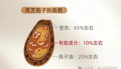 灵芝孢子粉怎么吃才有效？关键在“壳”！揭秘破壁与去壁区别