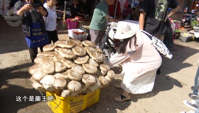 80公斤！卖出1600元！昆明现巨无霸“菌王”