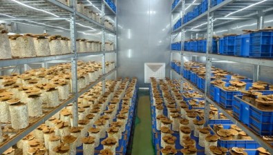 新疆疏附县吾库萨克镇：首次试种灵芝获丰收