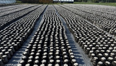 黑龙江白桦林场：3万袋黑木耳，预计产值11万元