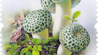 《食用菌（二）》特种邮票7月12日发行