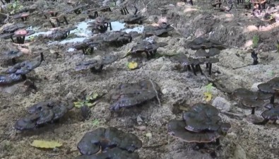 广东丰顺县八乡山镇：首期投资1000万元，食用菌种植项目开采