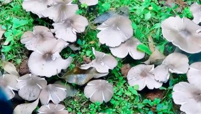 云南一派出所连续36年长出鸡枞菌，藏着什么秘密？