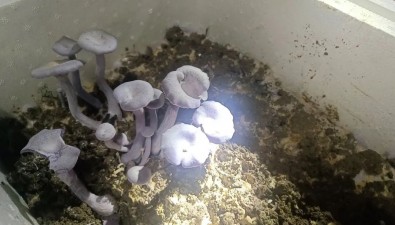 福建古田成功引种花脸香蘑，填补紫色食用菌人工栽培空白