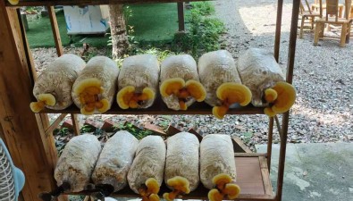 成都双流林下套种竹荪、灵芝首获成功