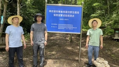 武汉市农科院助力神农架林区启动珍稀菌仿野生栽培试点项目