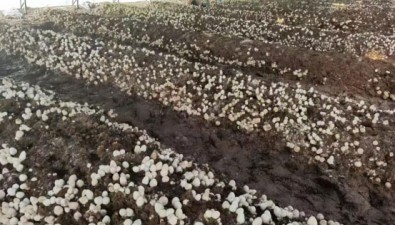 玉米芯地栽草菇新技术，破解农闲季设施大棚利用难题