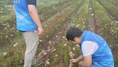江西永丰：科技特派员为食用菌产业注入“智”动力