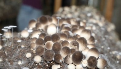 废弃厂房长出“致富菇”，这个社区巧破增收难题