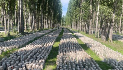 新疆尼勒克县：小木耳“勇挑”发展大梁