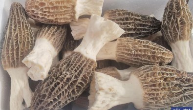 甘肃镇原临泾镇食用菌种植示范基地实现规模化种植